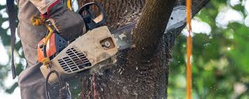 Lake Mills, IA Tree Services Pros