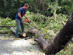 How Our Tree Care Process Works  in  Lake Mills, IA