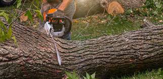 Best Organic Lawn Care Solutions  in Lake Mills, IA