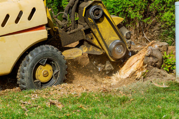 Best Arborist Consultation Services  in Lake Mills, IA